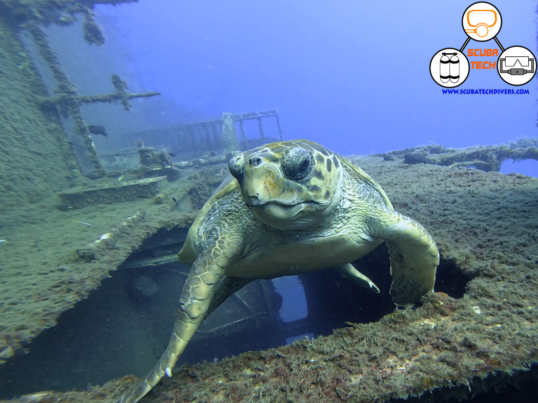 zenobia marine life turtle